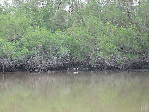 Fluss - Florida