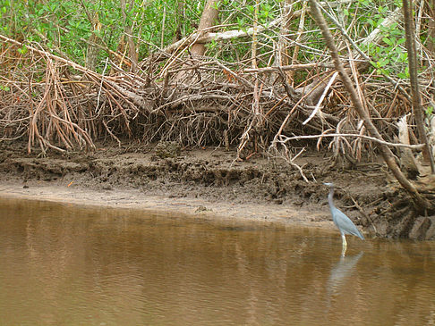 Fluss - Florida