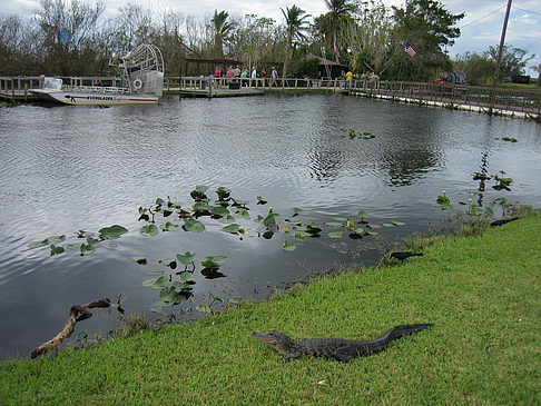 Krokodil Fotos