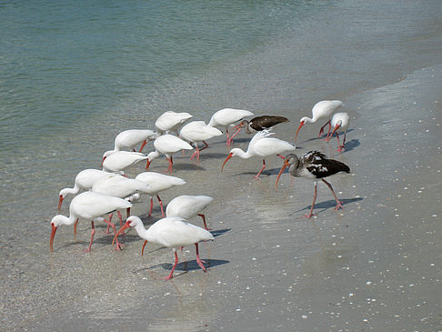 Vögel am Strand Fotos