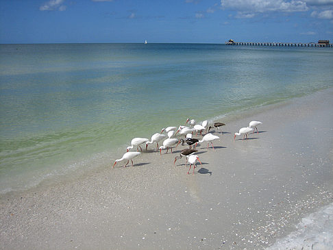 Vögel am Strand - Florida