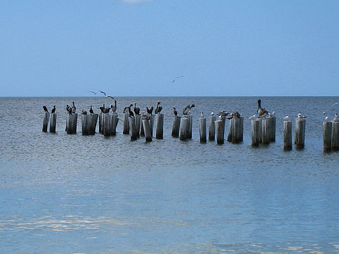 Vögel am Strand - Florida