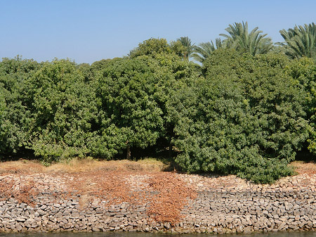 Plantagen - Landesinnere