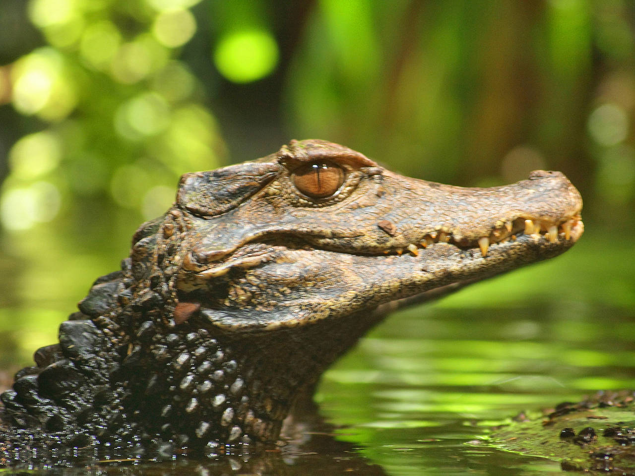 Alligator Farm Ansicht Sehenswürdigkeit  