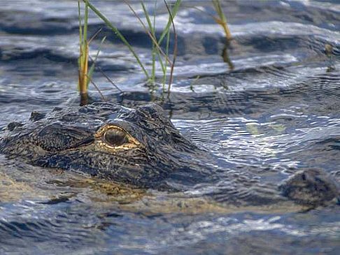 Foto Kurzinfo Florida - 