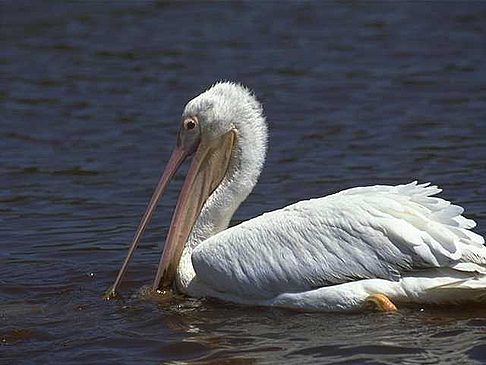 Everglades Nationalpark Foto 