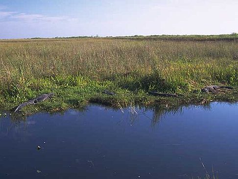 Fotos Everglades Nationalpark