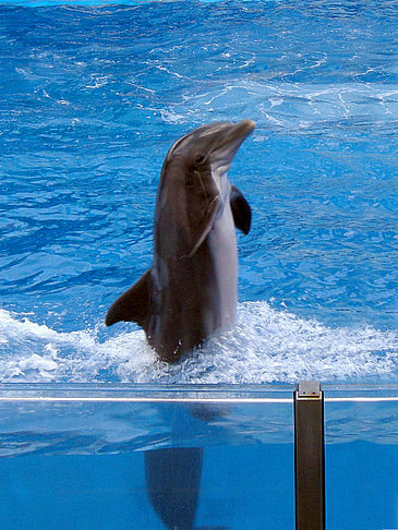 Fotos Sea World