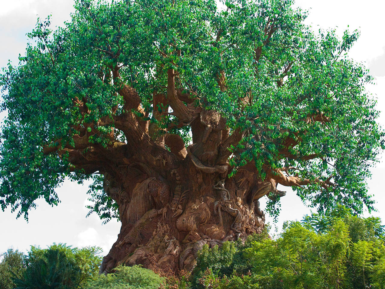 Foto Disney’s Animal Kingdom